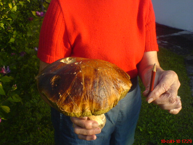 úlovek 2010